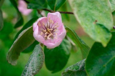 Elma ağacında elma çiçeği. Yakın plan..