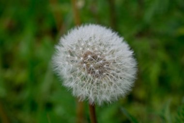 A Dandelion field in the summer. Low angle shot.