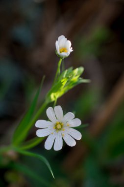Güneşli bir günde bahar bahçesinde güzel beyaz çiçekler