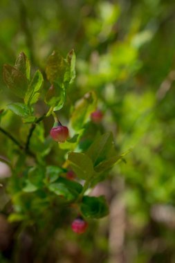 Yabanmersini çiçekleri Vaksinyum mersinleri, ön kısımda yetişen bitkiler.