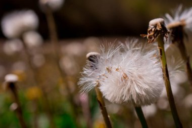 A Dandelion field in the summer. Low angle shot.