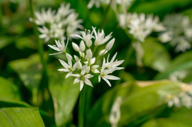 Güneşli bir günde bahar bahçesinde güzel beyaz çiçekler