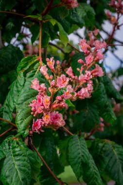 Pink chestnut tree, Aesculus  carnea, or red horse chestnut