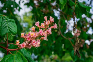 Pink chestnut tree, Aesculus  carnea, or red horse chestnut