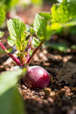 Bahçede sebzeler yetişiyor.