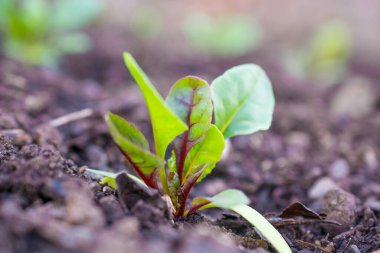Bahçede sebzeler yetişiyor.