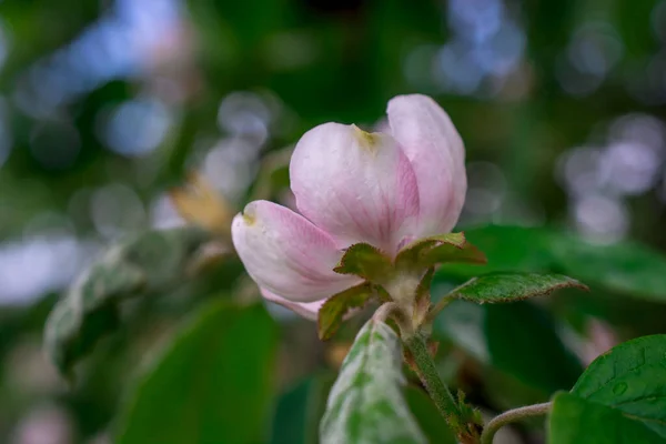 Apple Blossom Apple Tree Close — Stock Photo, Image