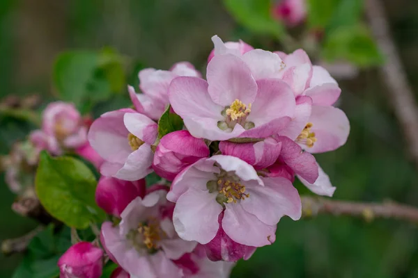 Apple blossom on apple tree. Close-up.