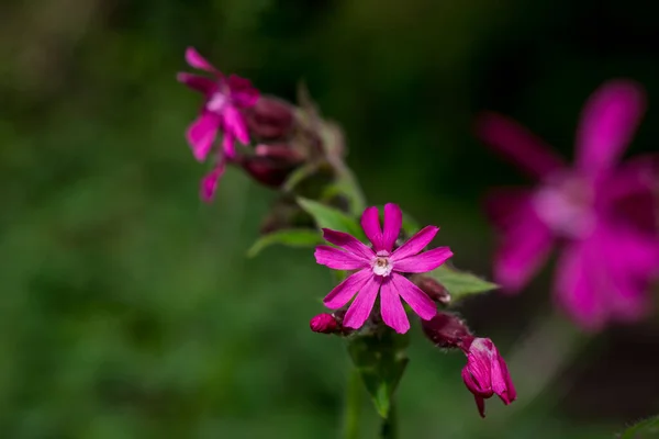 Krásné Růžové Květy Poli — Stock fotografie