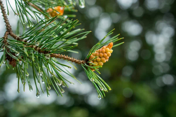 Giovani Rami Conifera Abete Sfondo — Foto Stock