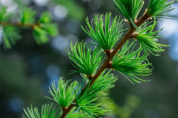 Giovani Rami Conifera Abete Sfondo — Foto Stock