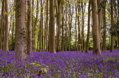 Yabani çan çiçeklerinin filizleri Sabah çiyleri ormandaki çayırlarda