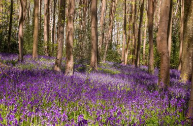 Yabani çan çiçeklerinin filizleri Sabah çiyleri ormandaki çayırlarda