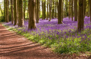 Yabani çan çiçeklerinin filizleri Sabah çiyleri ormandaki çayırlarda