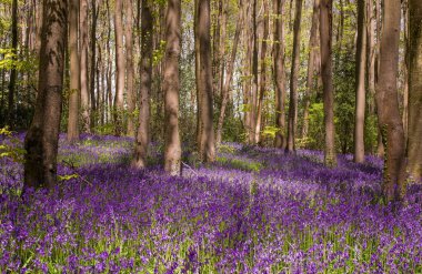 Yabani çan çiçeklerinin filizleri Sabah çiyleri ormandaki çayırlarda