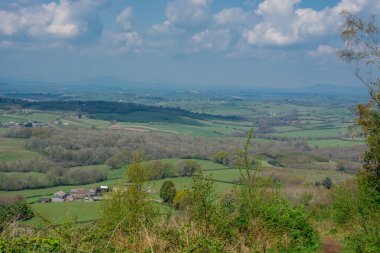 Yeni yaprakları ve gökyüzü olan uzun ağaçların fotoğrafı.