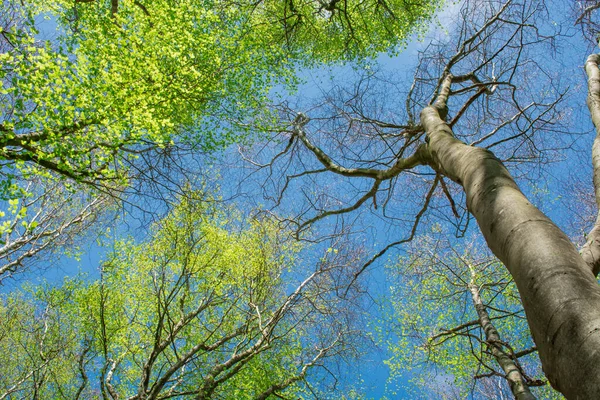 Foto Árboles Altos Con Hojas Nuevas Cielo — Foto de Stock