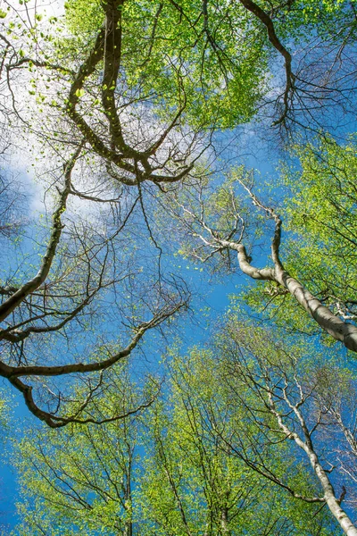 Foto Árboles Altos Con Hojas Nuevas Cielo — Foto de Stock