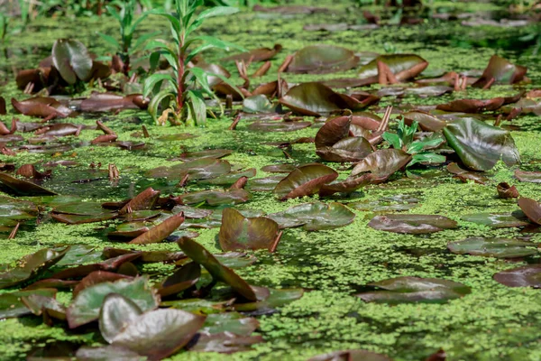 Озеро Водяними Ліліями Бузковими Рослинами Рибальське Місце Ставок Дотепності — стокове фото