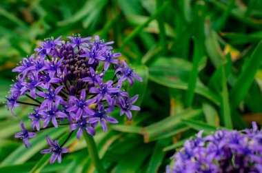 Bir Allium çiçeğinin başını parlak yeşil bir gerzeğe yaklaştır.