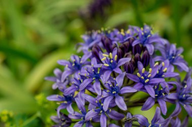 Bir Allium çiçeğinin başını parlak yeşil bir gerzeğe yaklaştır.