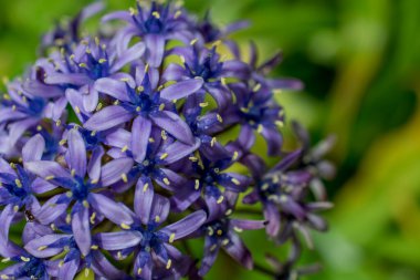 Bir Allium çiçeğinin başını parlak yeşil bir gerzeğe yaklaştır.