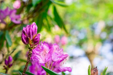 Bahçelerdeki güzel ilkbahar rhododendronları
