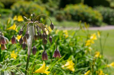 Allium siculum bal Sicilya zambak çiçekleri çiçek açtı