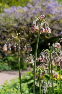 Allium siculum bal Sicilya zambak çiçekleri çiçek açtı