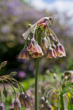 Allium siculum bal Sicilya zambak çiçekleri çiçek açtı