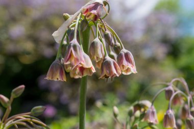 Allium siculum bal Sicilya zambak çiçekleri çiçek açtı