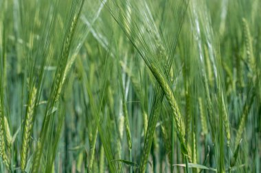 Güzel doğal yeşil Hordeum vulgare aynı zamanda arpa olarak da bilinir..