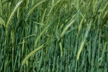 Güzel doğal yeşil Hordeum vulgare aynı zamanda arpa olarak da bilinir..
