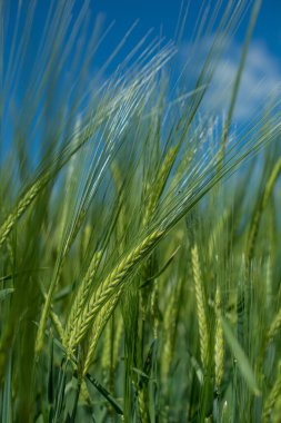 Güzel doğal yeşil Hordeum vulgare aynı zamanda arpa olarak da bilinir..