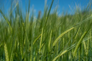 Güzel doğal yeşil Hordeum vulgare aynı zamanda arpa olarak da bilinir..