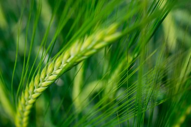 Güzel doğal yeşil Hordeum vulgare aynı zamanda arpa olarak da bilinir..