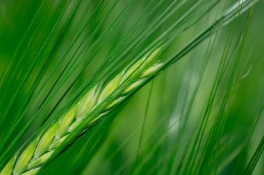 Güzel doğal yeşil Hordeum vulgare aynı zamanda arpa olarak da bilinir..