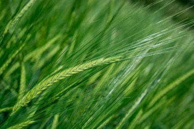Güzel doğal yeşil Hordeum vulgare aynı zamanda arpa olarak da bilinir..