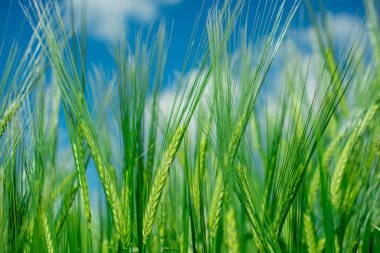 Güzel doğal yeşil Hordeum vulgare aynı zamanda arpa olarak da bilinir..