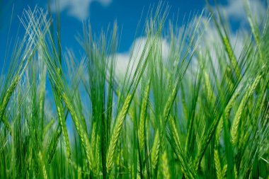 Güzel doğal yeşil Hordeum vulgare aynı zamanda arpa olarak da bilinir..