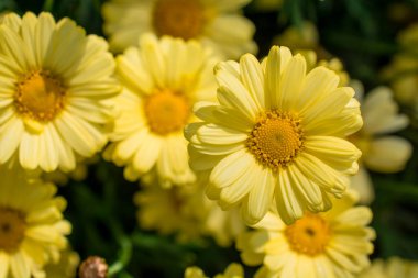 Çiçek açmış sarı papatya çiçeklerinin arkaplanı.