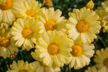 Çiçek açmış sarı papatya çiçeklerinin arkaplanı.