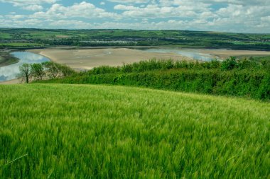Güzel doğal yeşil Hordeum vulgare aynı zamanda arpa olarak da bilinir..