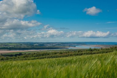 Güzel doğal yeşil Hordeum vulgare aynı zamanda arpa olarak da bilinir..