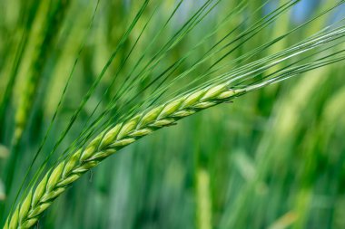Güzel doğal yeşil Hordeum vulgare aynı zamanda arpa olarak da bilinir..