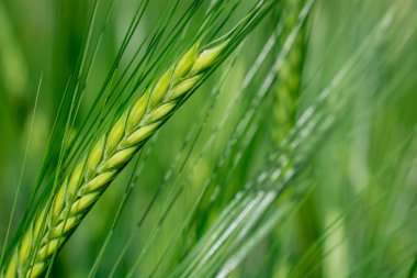 Güzel doğal yeşil Hordeum vulgare aynı zamanda arpa olarak da bilinir..