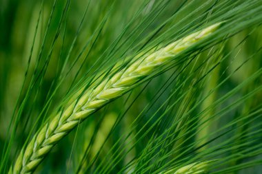 Güzel doğal yeşil Hordeum vulgare aynı zamanda arpa olarak da bilinir..
