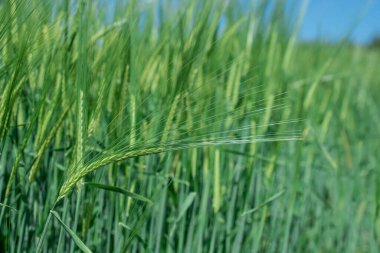 Güzel doğal yeşil Hordeum vulgare aynı zamanda arpa olarak da bilinir..