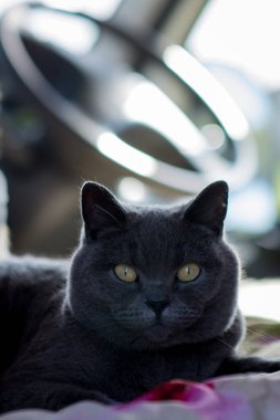  İngiliz gri kedisi karavana yaklaşıyor.