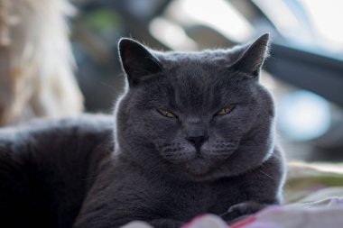  İngiliz gri kedisi karavana yaklaşıyor.